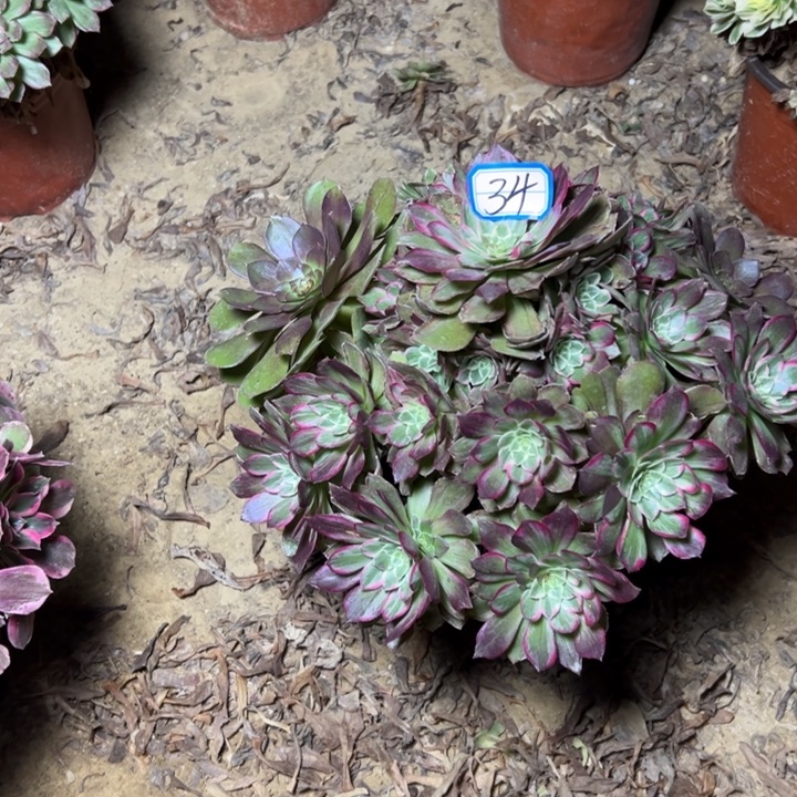 多肉植物万花铜法师34