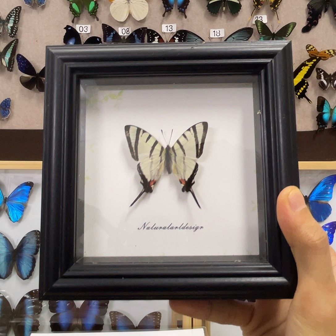 苏***木有机玻璃蝴蝶标本