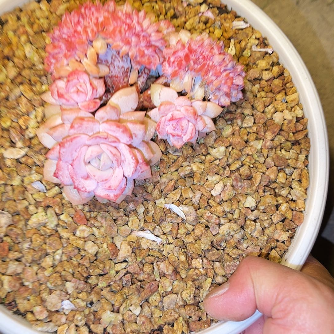 海***燕好看好看好看好看