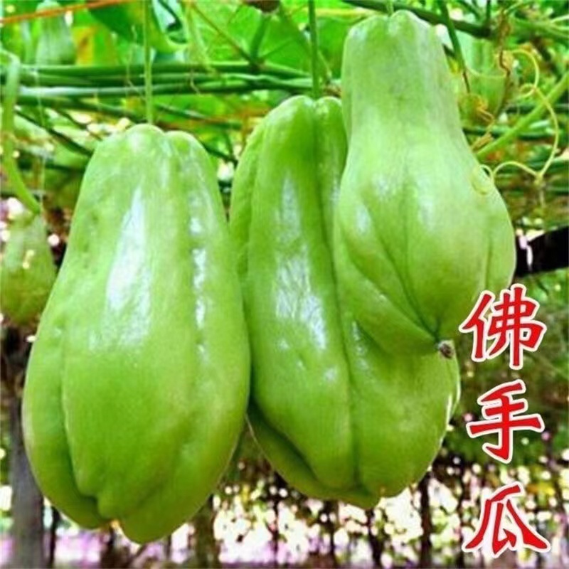 佛手瓜新鲜当季新鲜蔬菜1斤左右