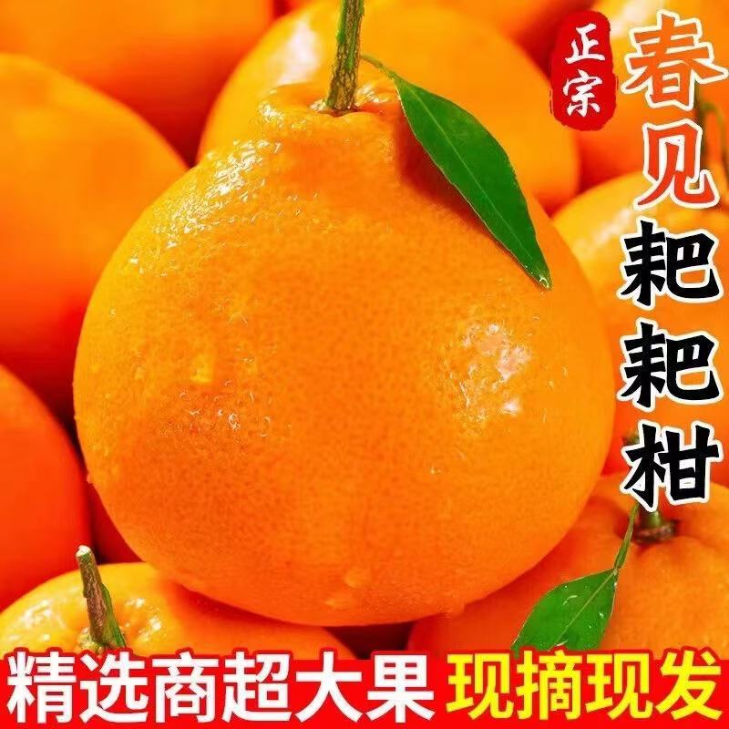 产地直发 四川眉山春见老树耙耙柑自然成熟应季水果百汇