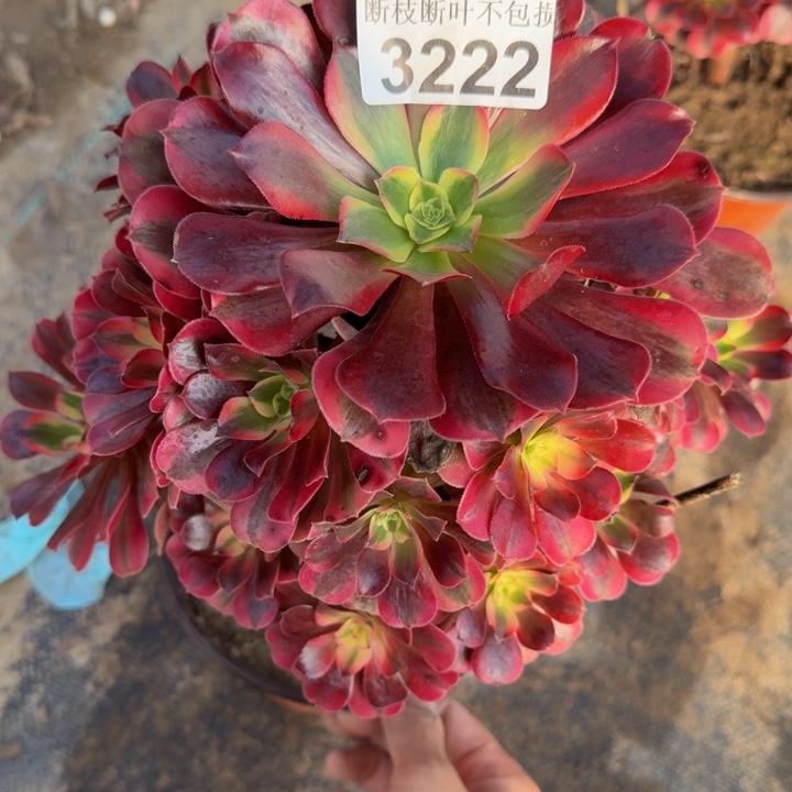 3222美杜莎多肉植物