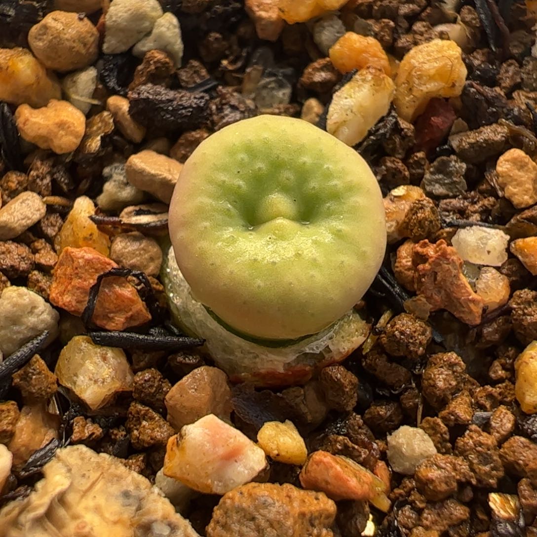 大型奶油嘴多肉植物百科