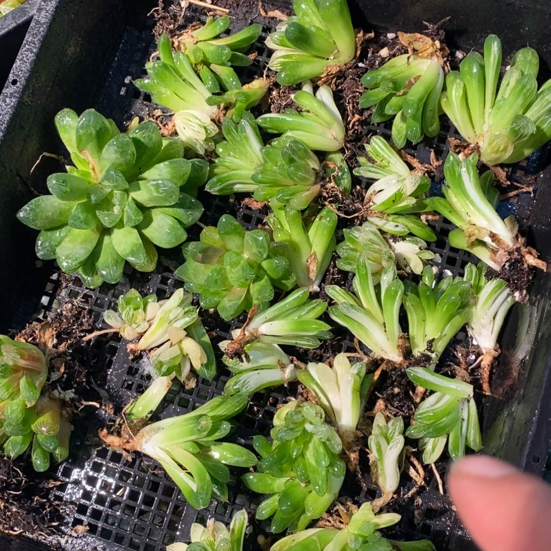 2126 一颗实生苏皇玉露。周末整点福利