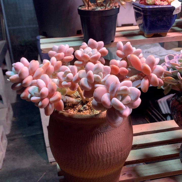 粉洛神z z z z z z