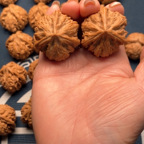 橄榄核手串/手链一**，文山37