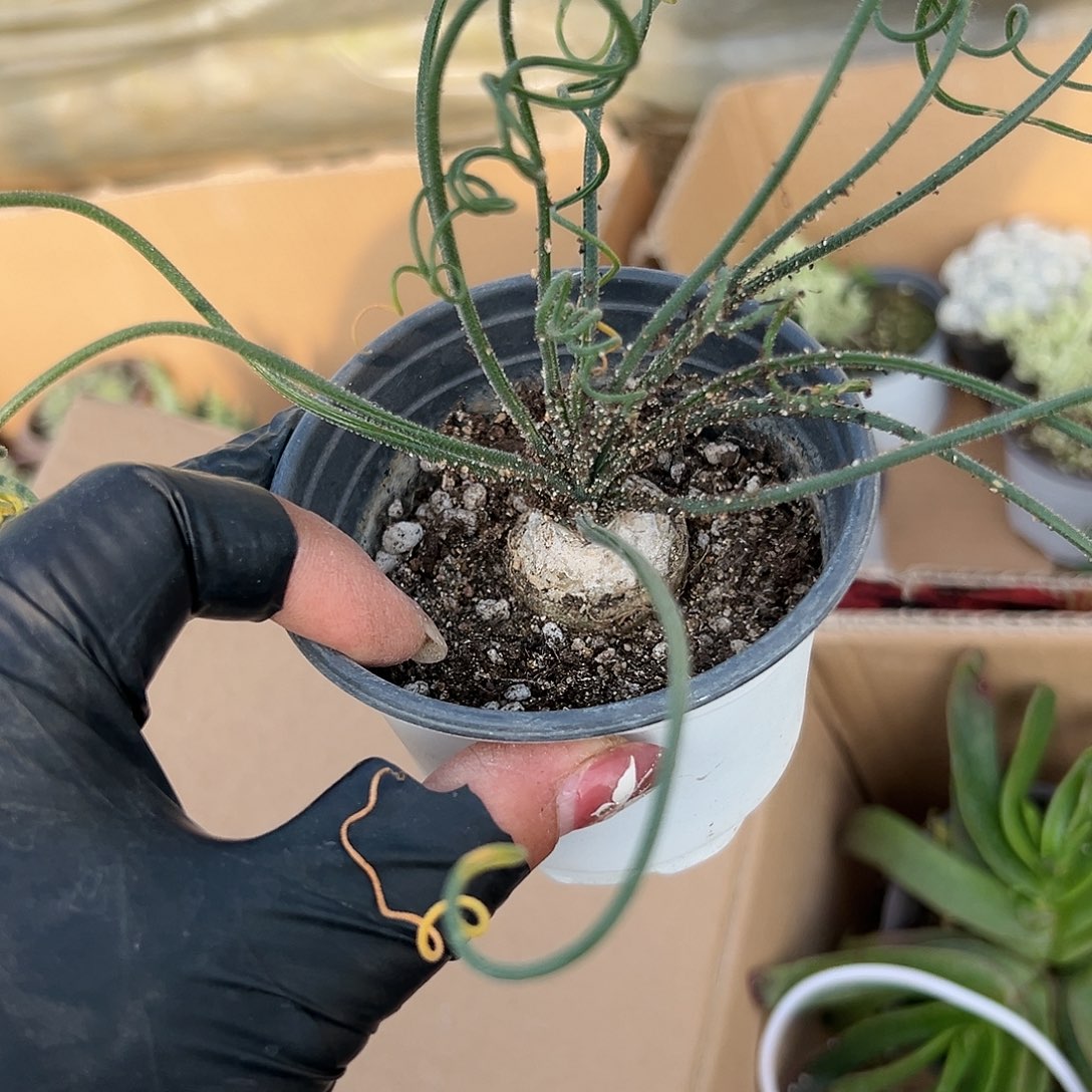 多肉植物毛也弹簧草