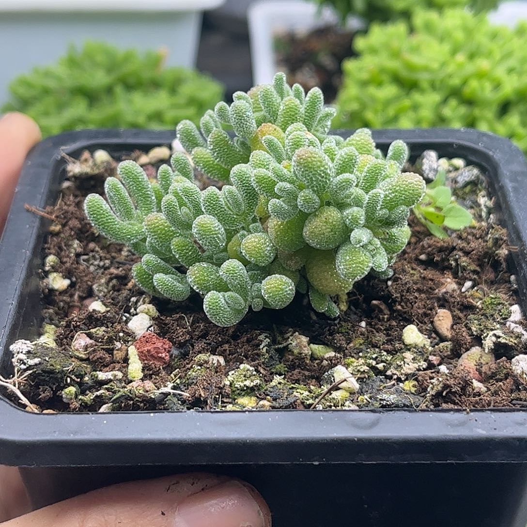 54实生冰晶优选枝干番杏