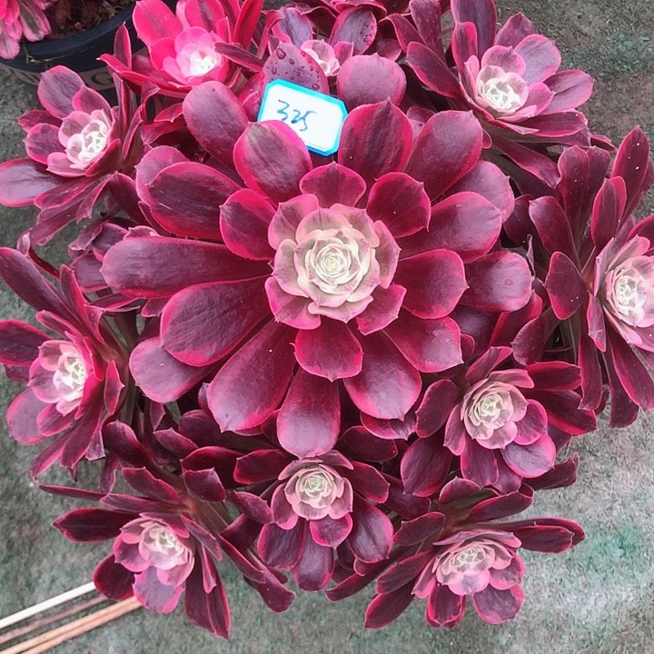 325凤冠多肉法师