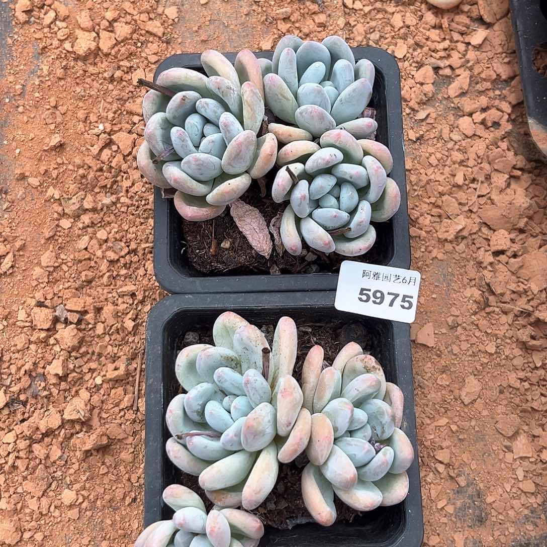 阿雅园艺。   5975香水