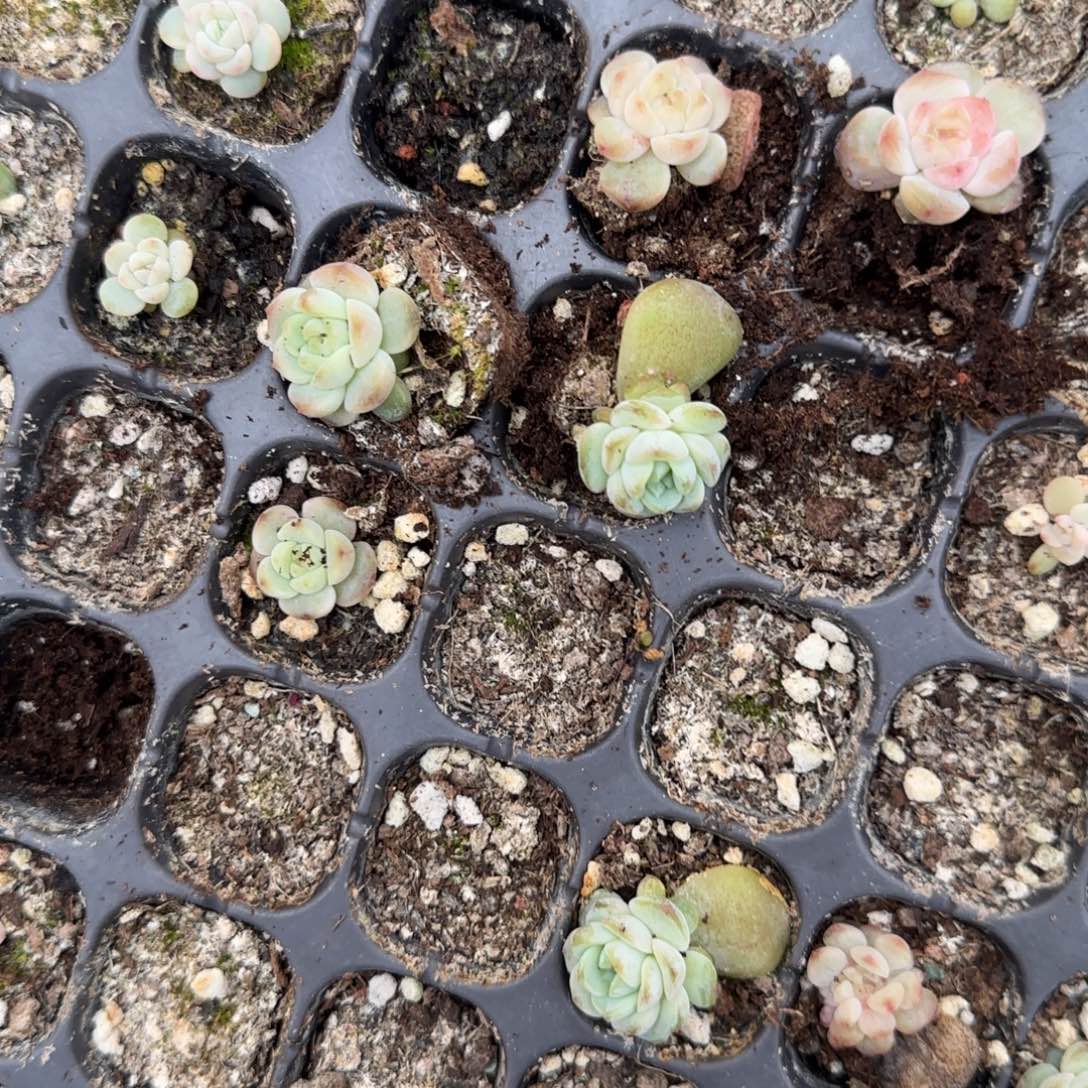 风花40 穴一个满25包邮