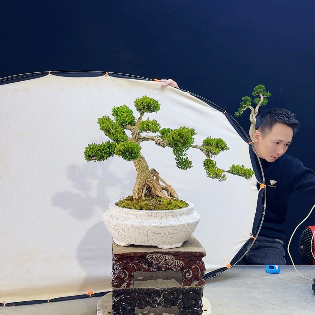 高端皱皮黄杨盆景