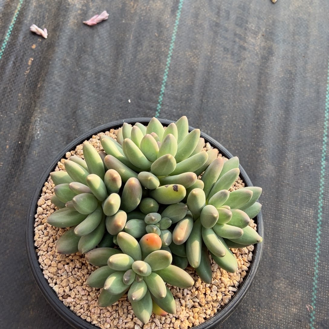 12111111111111111111111