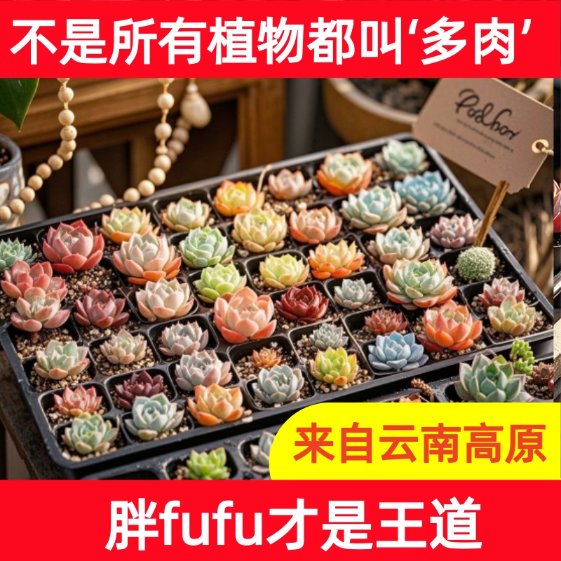 100-299号 4cm左右 多肉植物云南精控精养新手套餐组合