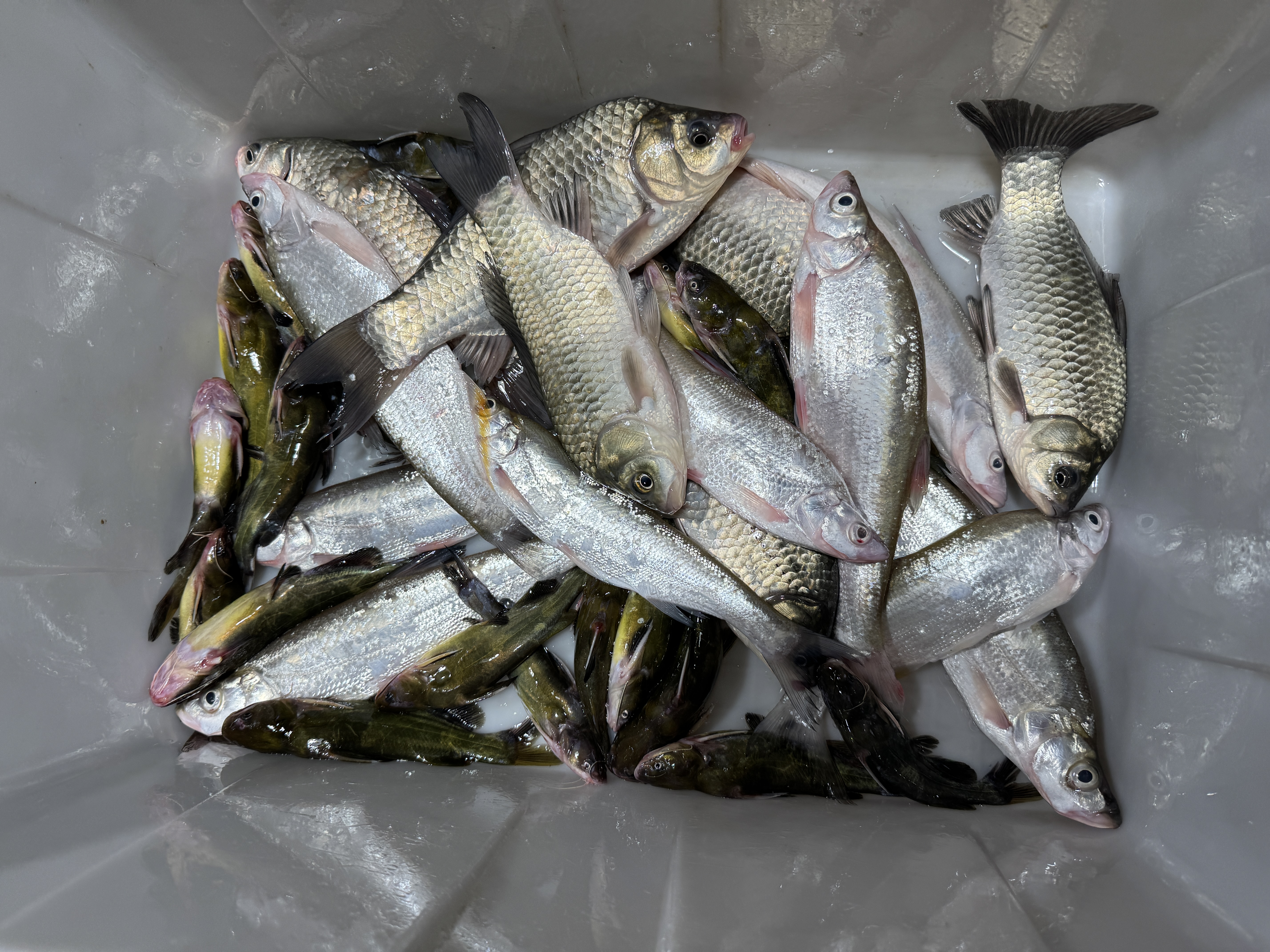 【顺丰冷运】鲜美杂鱼6斤装  苏北大湖渔民现捕 