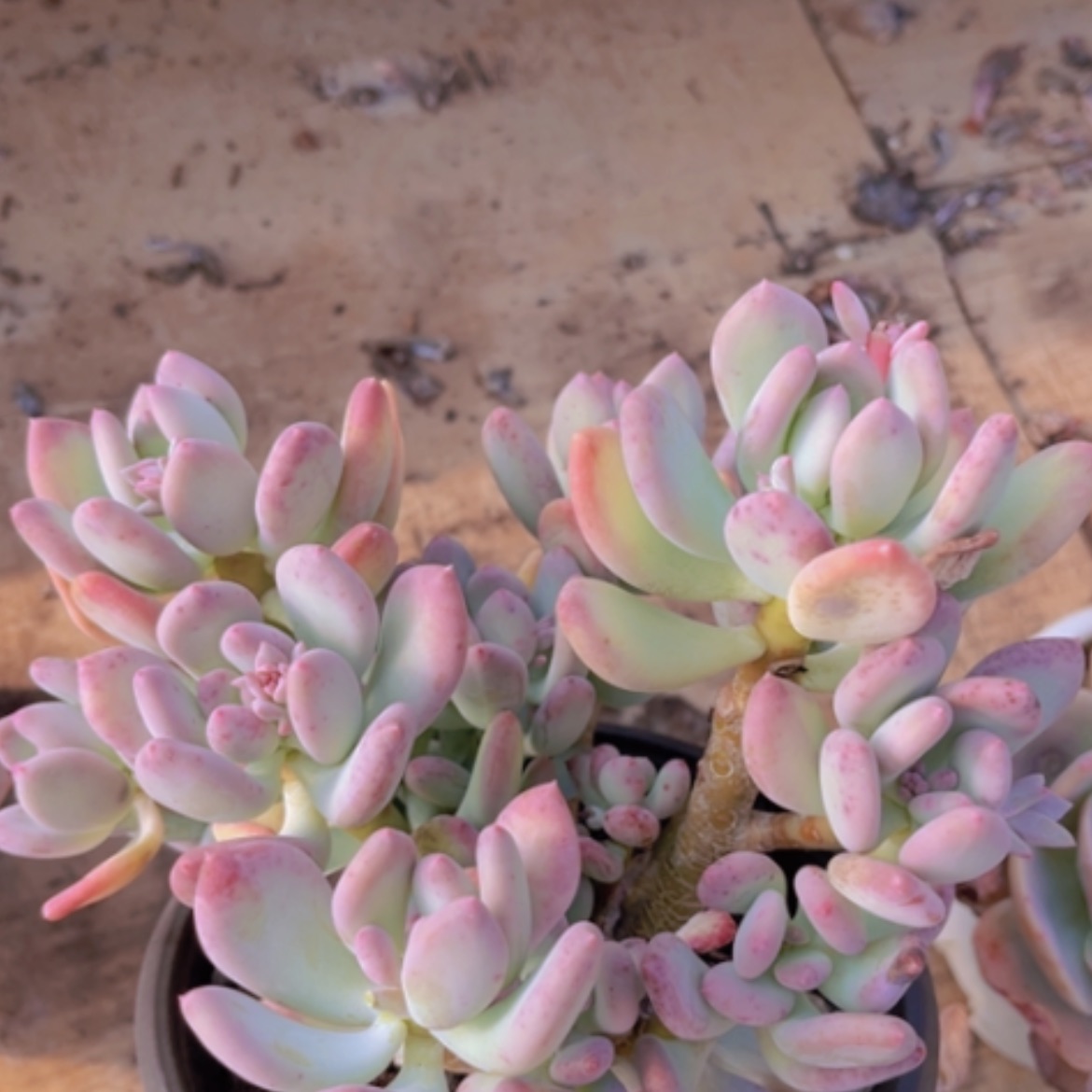 【闪购商品】三日月美人02239