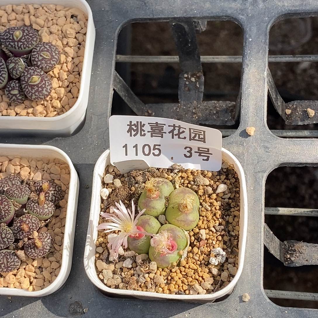 ๓**.105-3-开播福利杂交。  