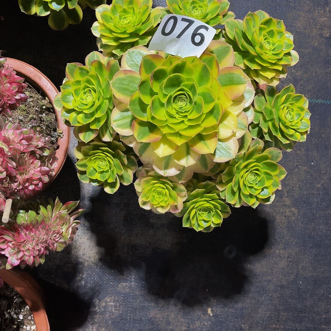 奶白706福利拖土