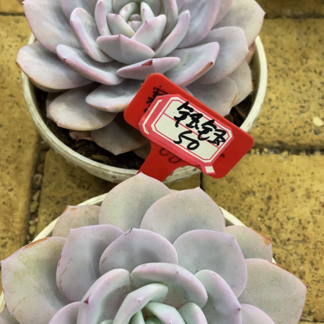 钰***麻柠檬苹果汁材料食材，钰钰50