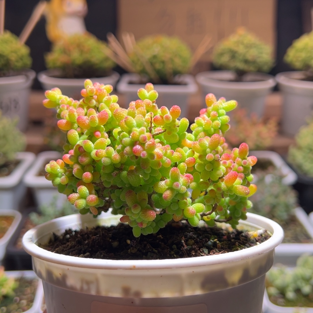 32金桔一物一拍包开箱