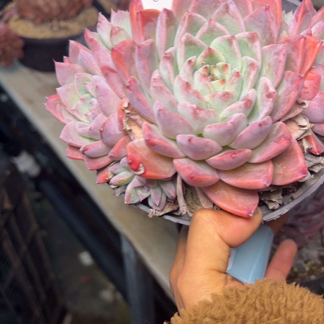 卖****?8464多肉多多多多多