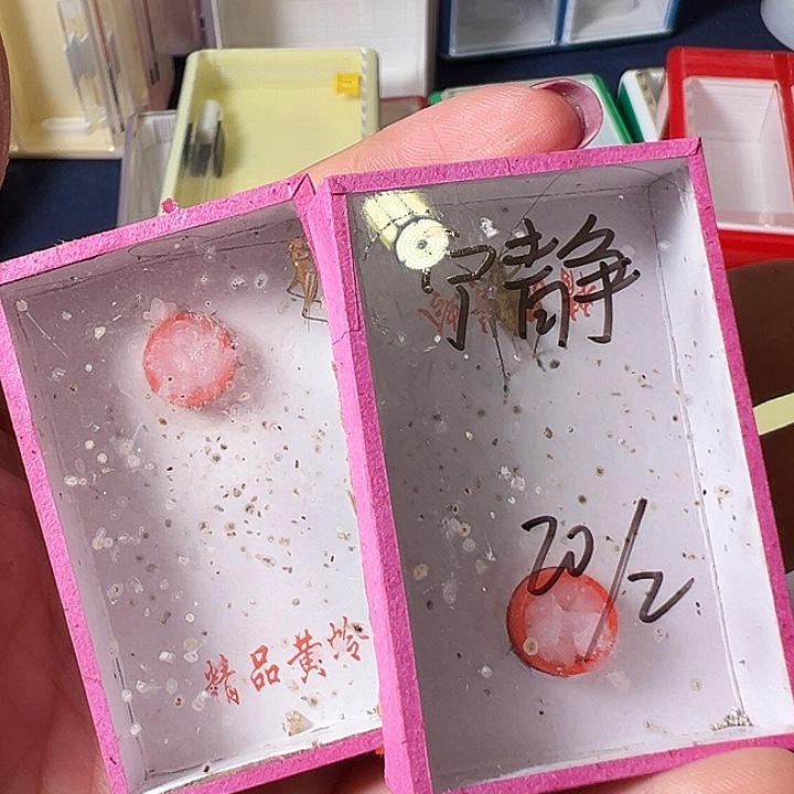 *****蟋蟀哈哈哈哈哈哈哈哈哈