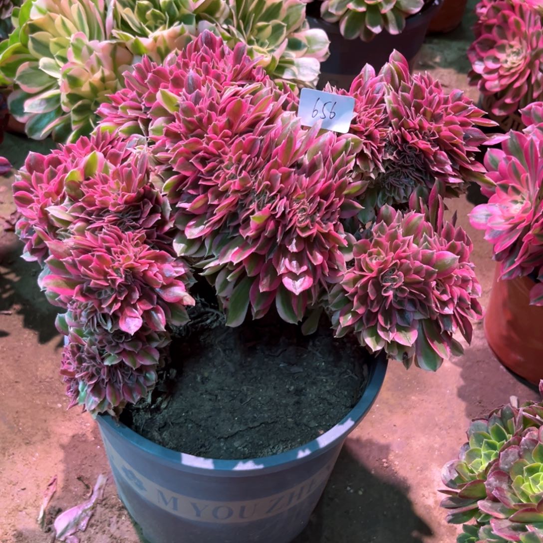 多肉植物女巫缀656