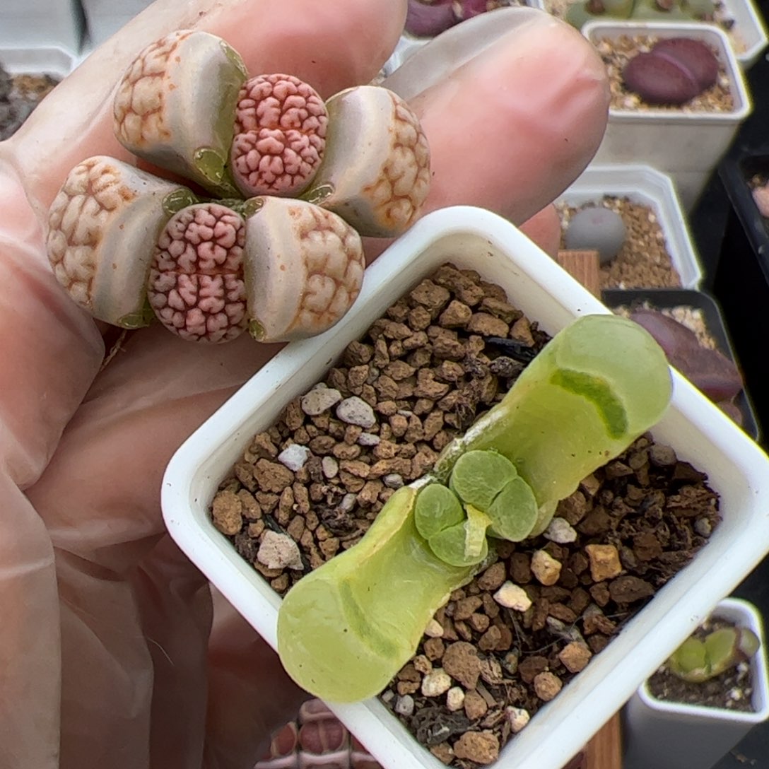 ?**莎0158号脑花➕极窗多肉植物