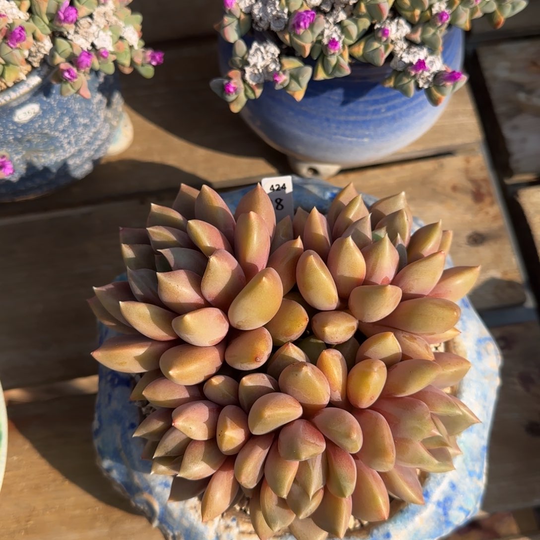 叶植庭多肉：424红象牙