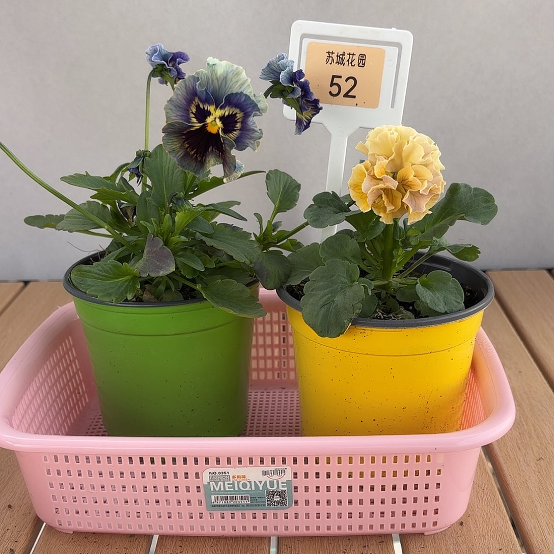 大部分开放少量花苞52