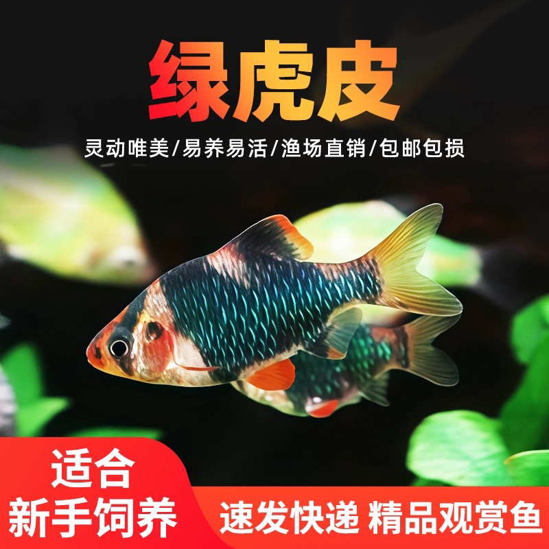 【绿宝石虎皮】群游/稀有色精品虎皮/绿宝石虎皮鱼热带活体观赏鱼