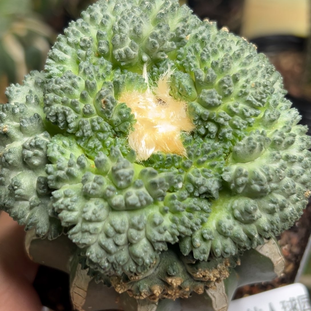 283 仙人球的比赛将于