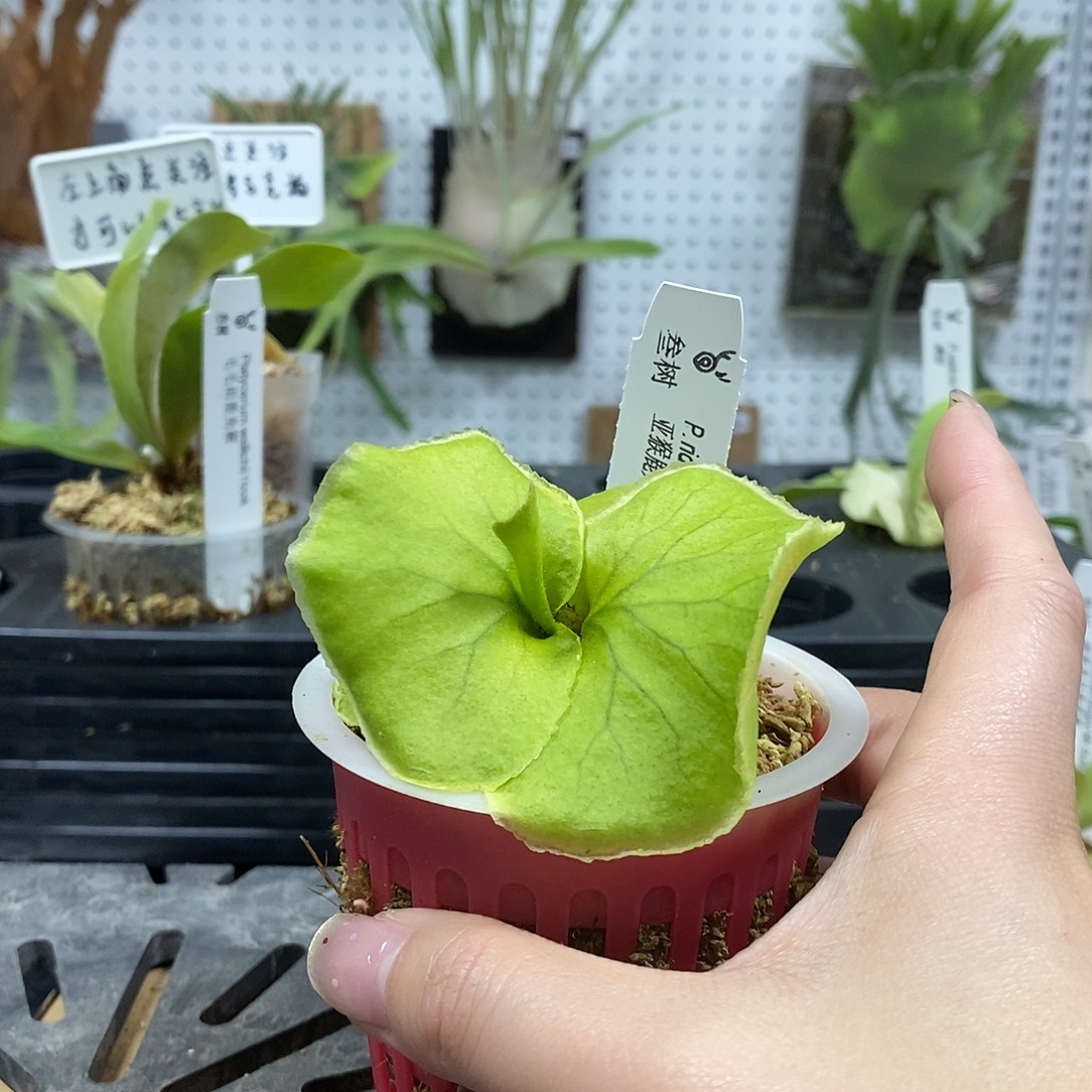 无花朵细叶亚猴鹿角蕨