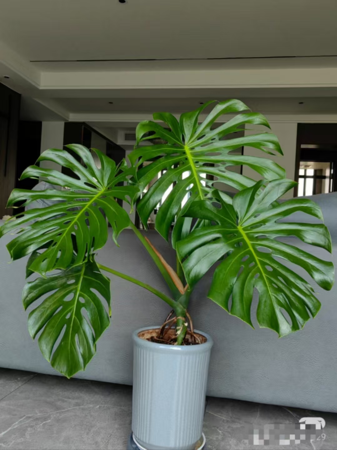 【京东包邮】特级龟背竹室内净化空气绿植客厅好养易活【1-1.3米】