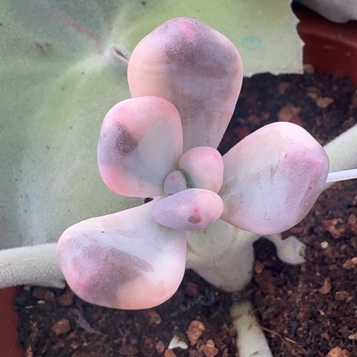 紫皮奶酪锦花脸锦