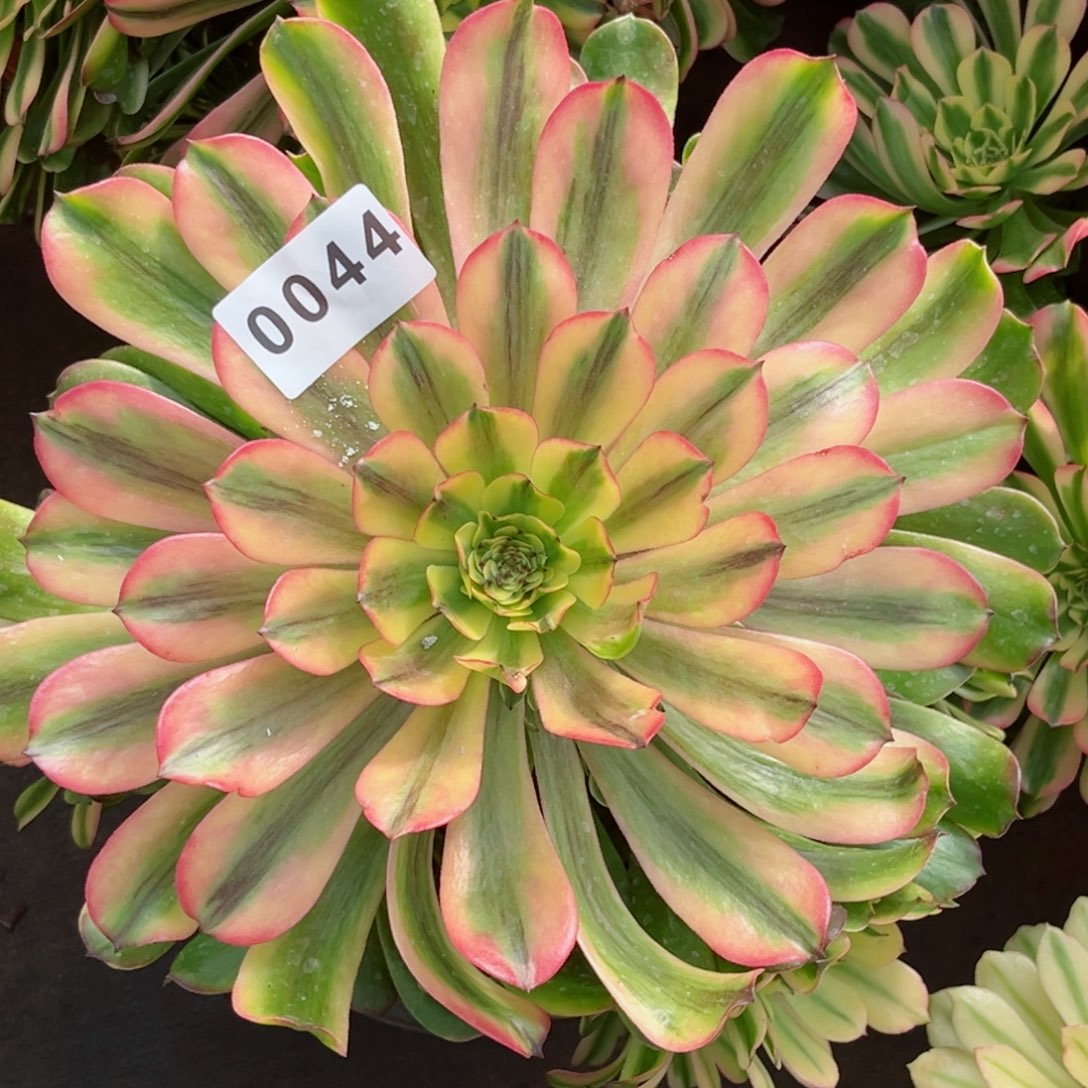 新品粉钻特价发货