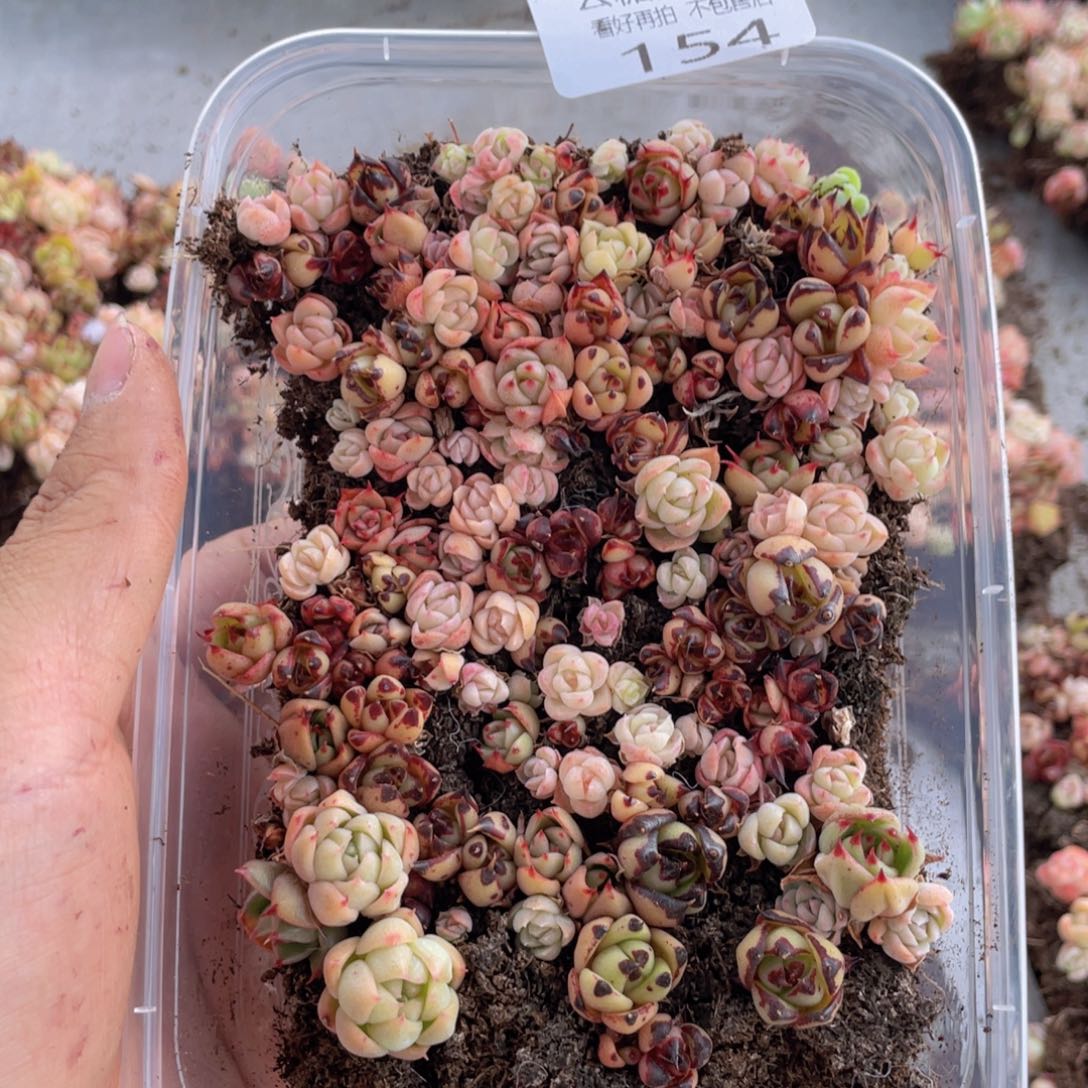 云糖心多肉植物154