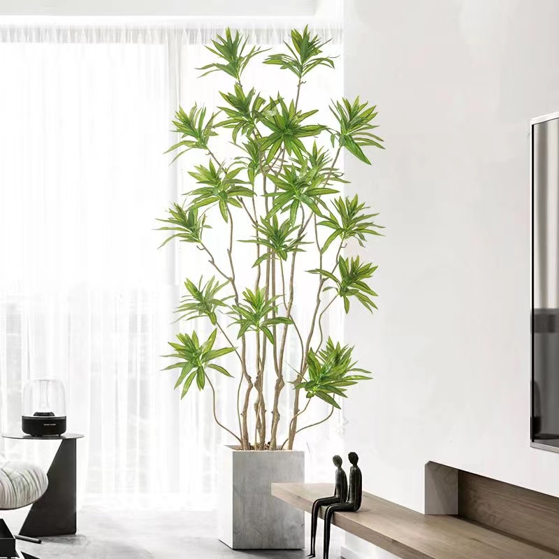 室内造型绿植金心百合竹 净化空气 吸甲醛