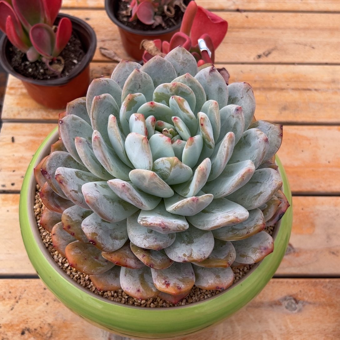 多肉大单头橙子【非偏远满18包邮】