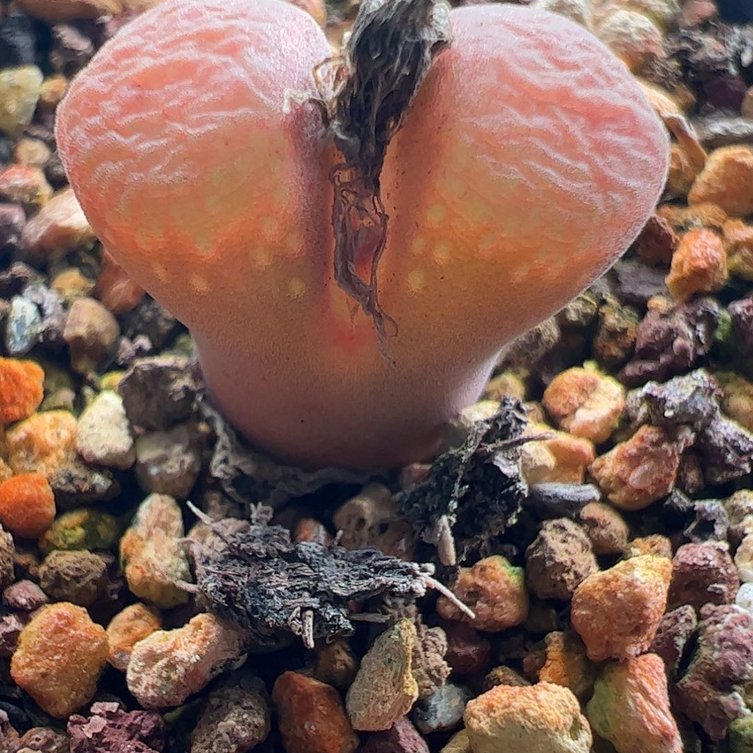 一物一拍脱土发。  244