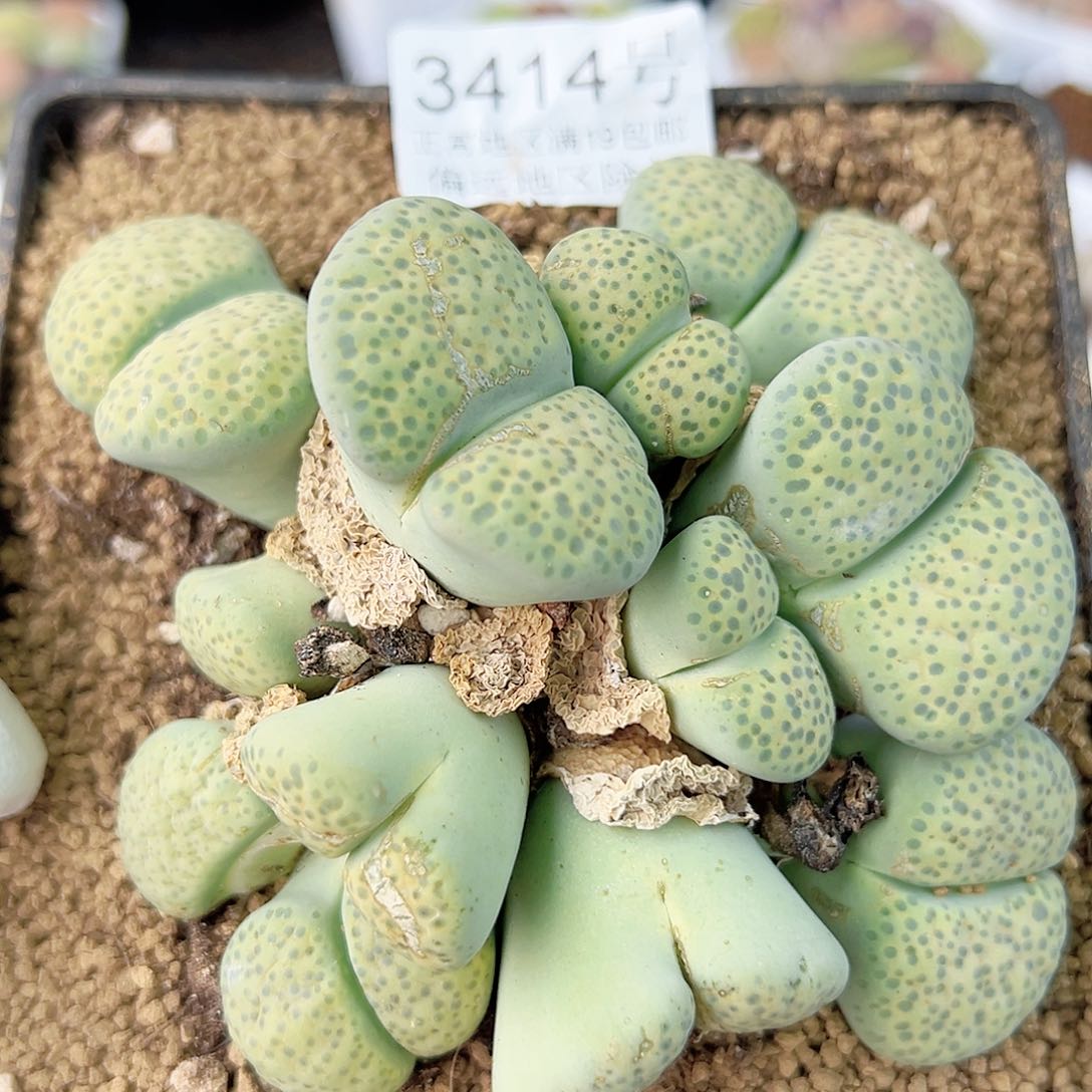 3414十年微纹玉大群生哦哦哦
