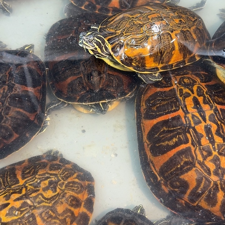 绿毛龟母冷水外塘火焰龟一拍一物专属链接