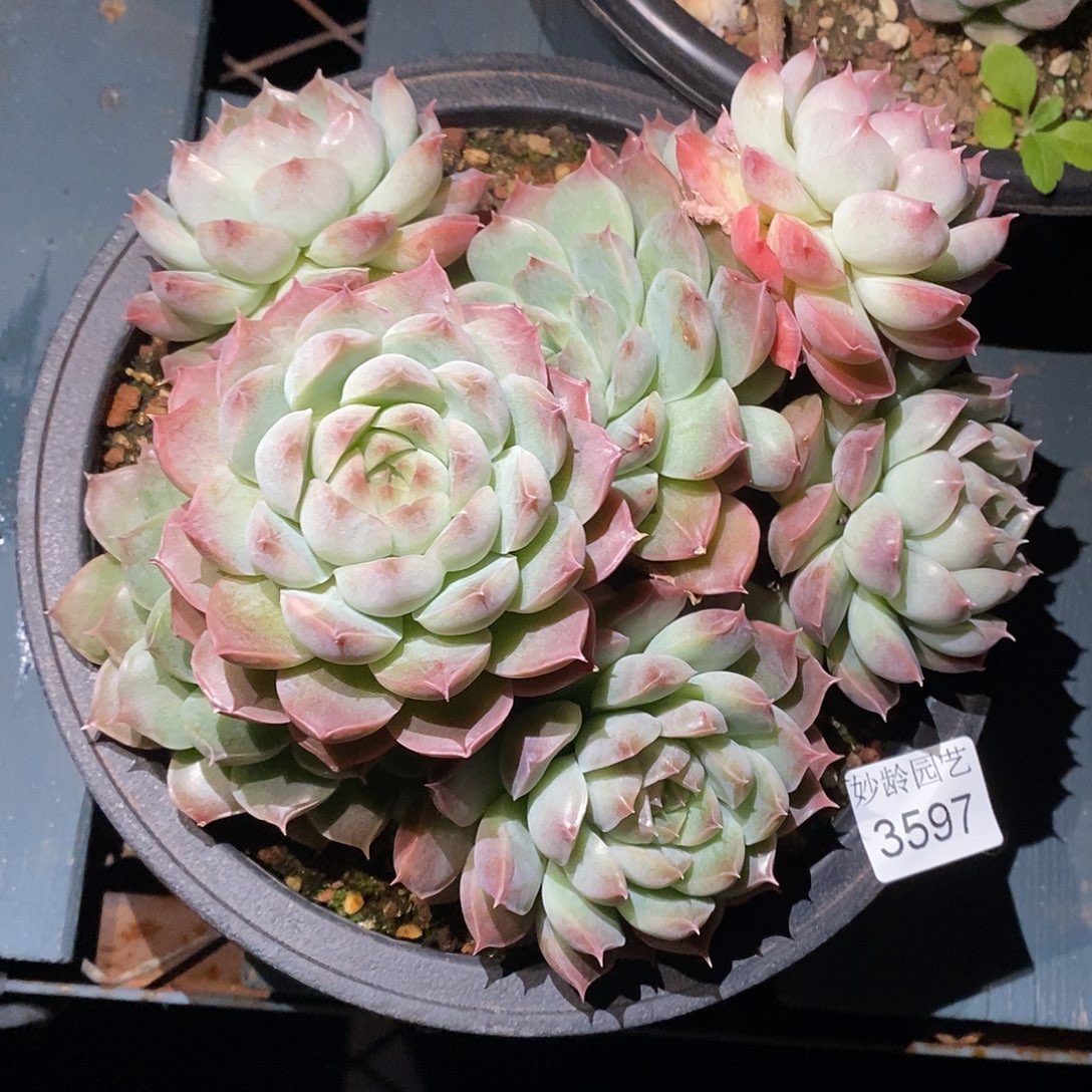 中***23597下播福利～20厘米