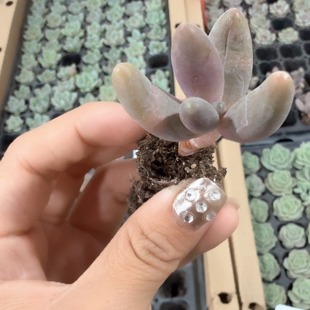 红手指穴苗3颗一组