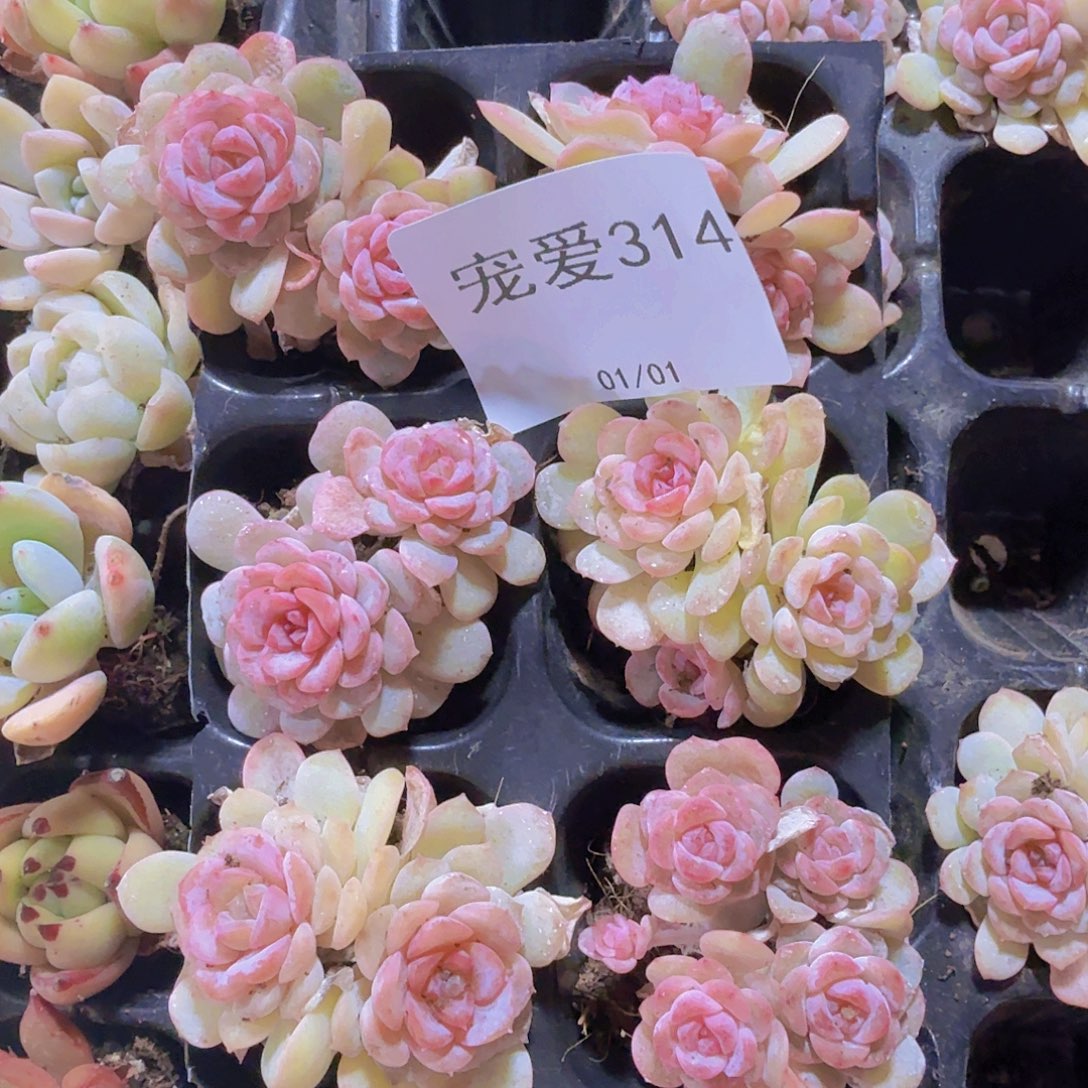 直播福利一物一拍314