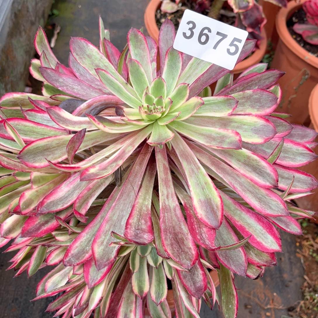 仙墨变异多肉发货发货