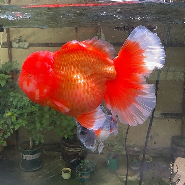 金鱼泰狮金鱼 观赏鱼