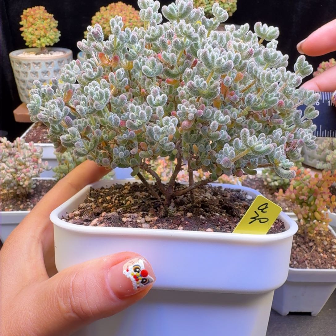 a30号冰晶冠服13厘米左右