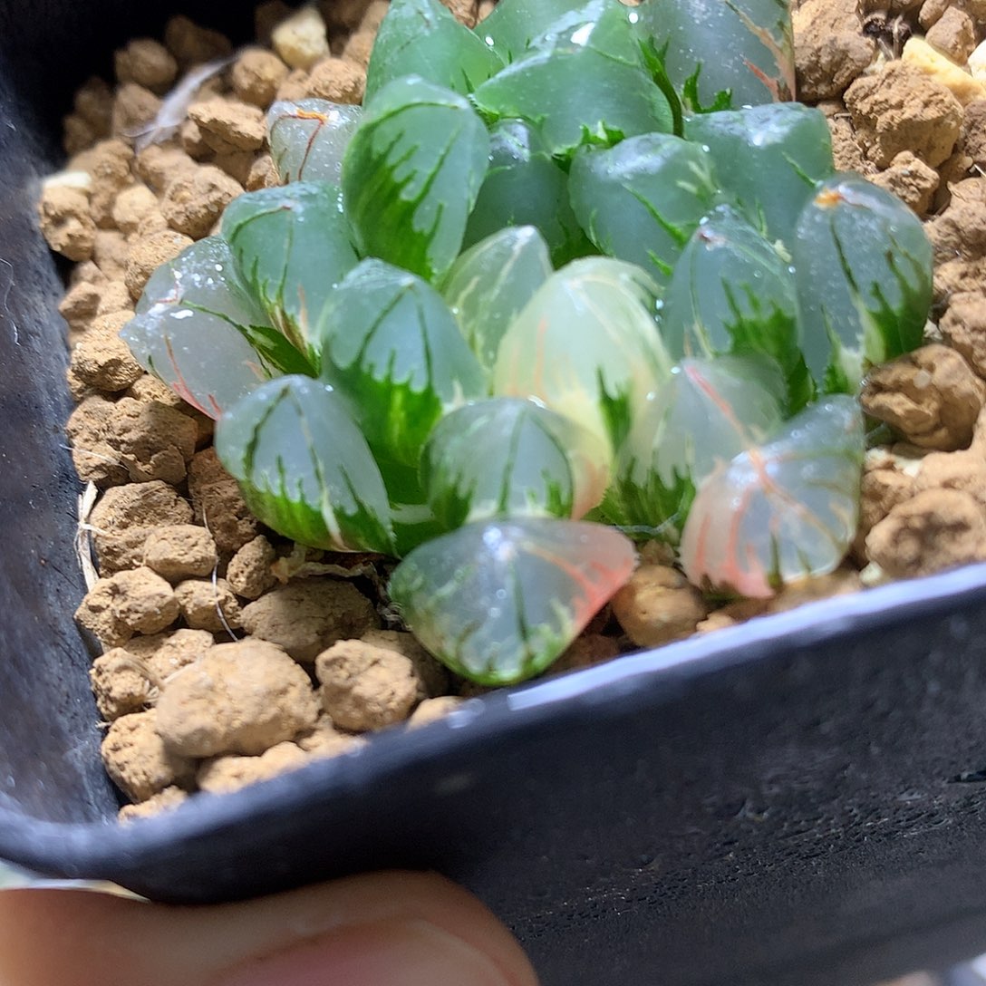 水晶灯玉露带盆土发货tll
