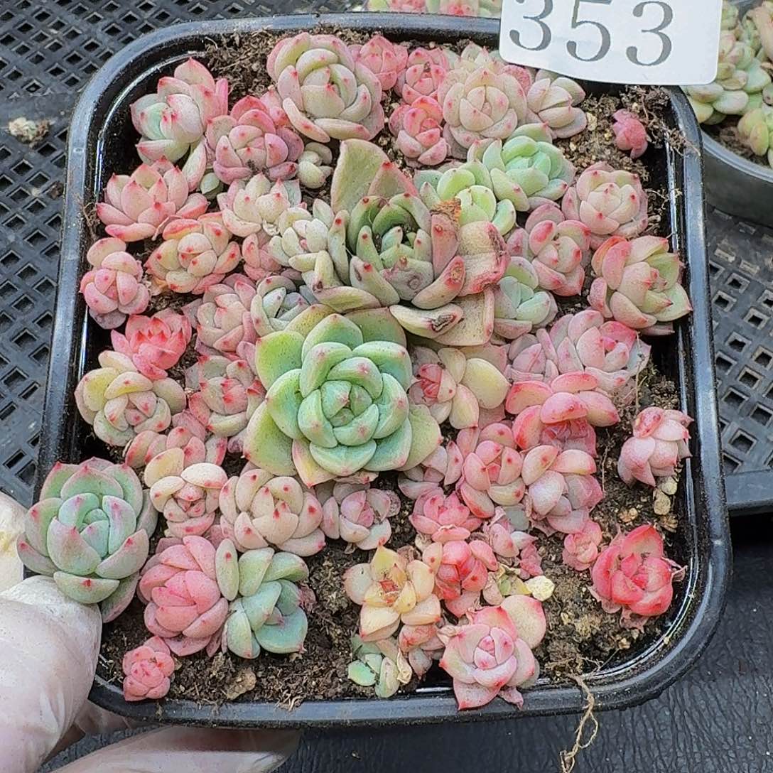 多肉植物多肉植物353